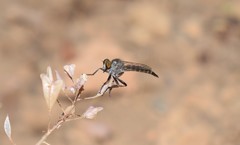 Cerdistus erythrurus