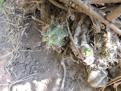 Echinocereus cinerascens cinerascens