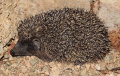 Erinaceus roumanicus
