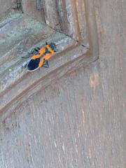 Lygaeus reclivatus