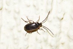 Hymenalia