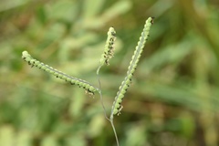 Paspalum praecox