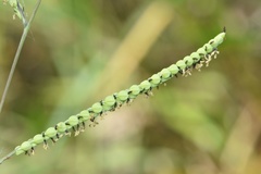 Paspalum praecox