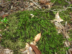 Pyrrhobryum paramattense