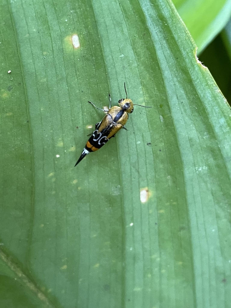 Ophthalmoglipa