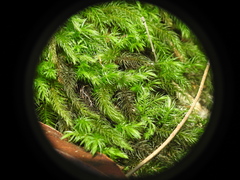 Pyrrhobryum paramattense