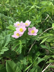 Anemonastrum speciosum