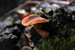 Gymnopilus amarissimus