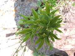 Bouvardia ternifolia