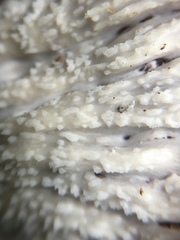 Cymatoderma