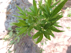 Bouvardia ternifolia