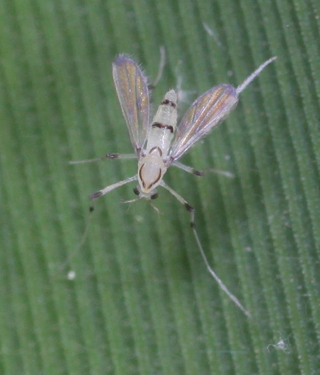Tanytarsini