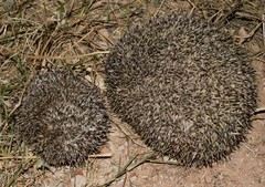 Erinaceus roumanicus