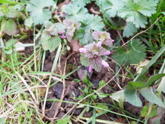 Lamium purpureum