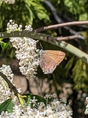 Callophrys gryneus