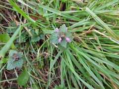 Lamium purpureum