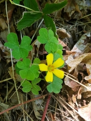 Oxalis suksdorfii
