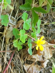 Oxalis suksdorfii