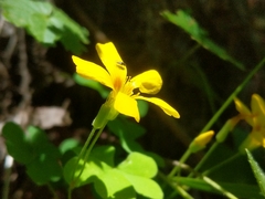 Oxalis suksdorfii
