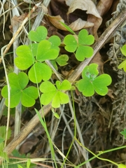Oxalis suksdorfii