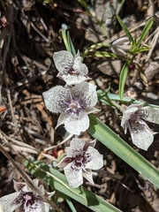 Calochortus tolmiei