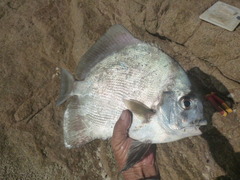 Nine-Spined Batfish photo 2