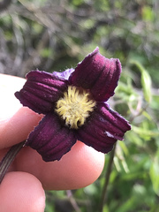 Clematis hirsutissima