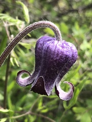 Clematis hirsutissima