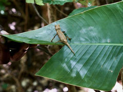 Brookesia stumpffi