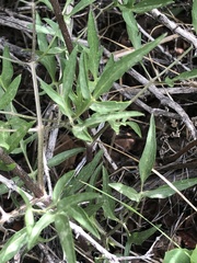 Clematis hirsutissima