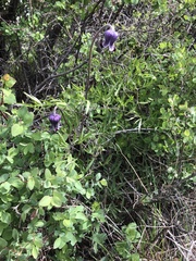 Clematis hirsutissima