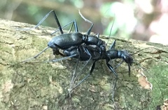 Pogonostoma