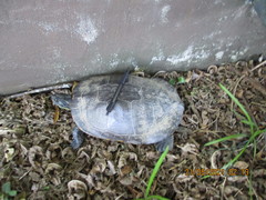 Pseudemys concinna concinna