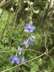 Delphinium madrense