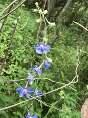 Delphinium madrense