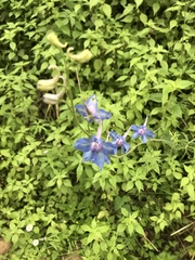 Delphinium madrense