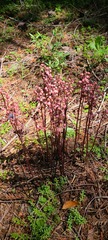 Pyrola aphylla