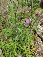 Cirsium maackii
