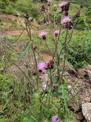 Cirsium maackii
