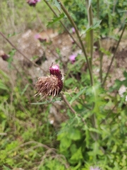 Cirsium maackii
