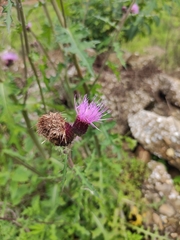 Cirsium maackii