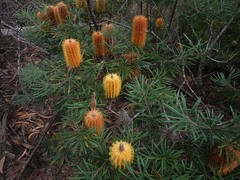 Banksia collina