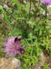 Cirsium maackii