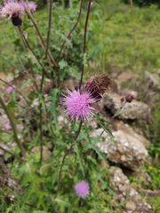 Cirsium maackii