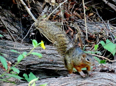 Notocitellus annulatus