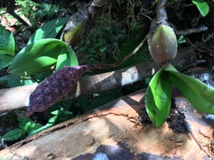 Bulbophyllum coriophorum image