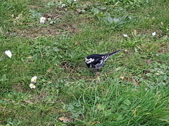 Motacilla alba yarrellii