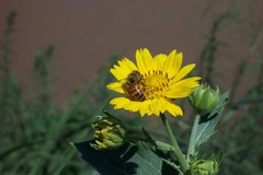 Apis mellifera