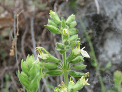 Teucrium flavum