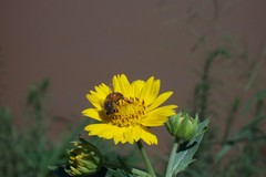 Apis mellifera